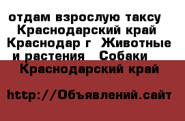 отдам взрослую таксу - Краснодарский край, Краснодар г. Животные и растения » Собаки   . Краснодарский край